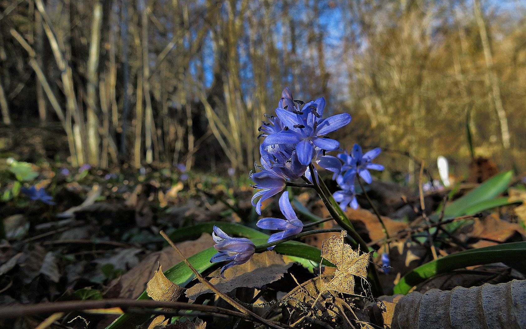 Le ultime arrivate tra le piante gi fiorite